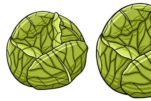 Cabbage Vector Illustration: A Versatile Tool for Creative Design