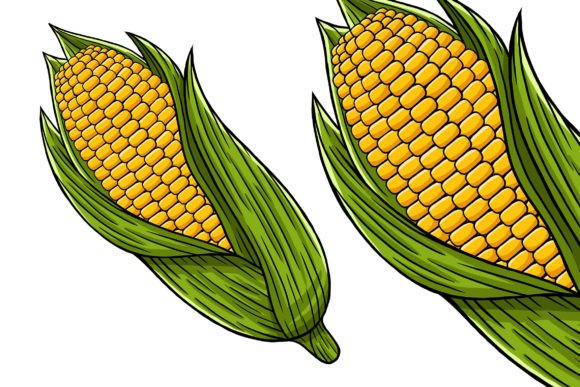 Unlock Creativity with Corn Vector Illustration